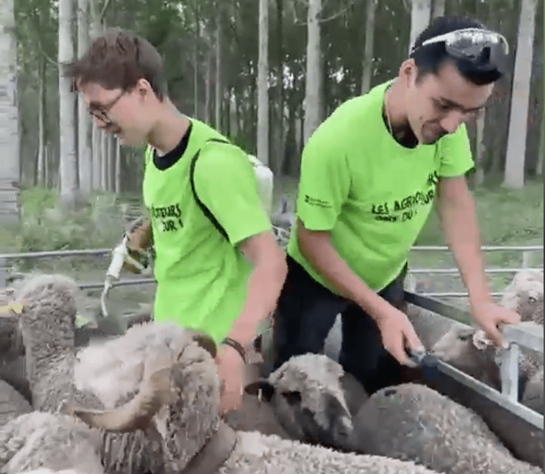 Les élèves de la MFR Haut Vaucluse se mobilisent pour la transhumance