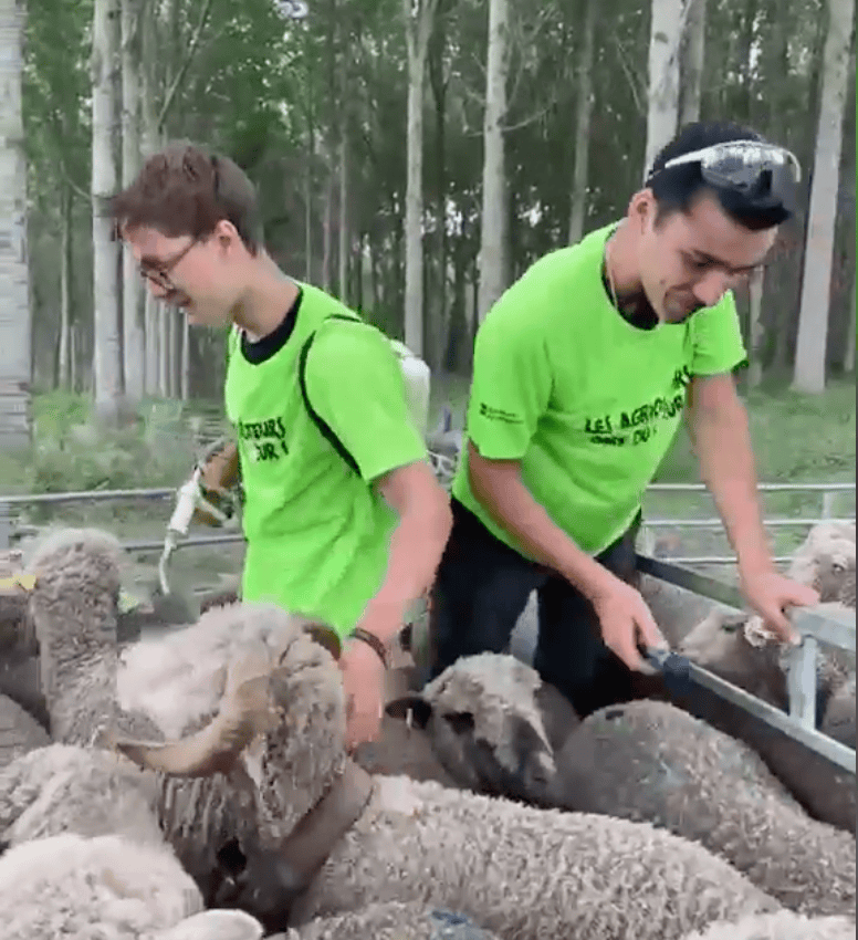 Les élèves de la MFR Haut Vaucluse se mobilisent pour la transhumance